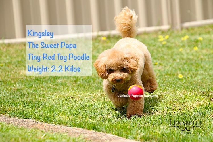 Lunabelle Toy Havoodles