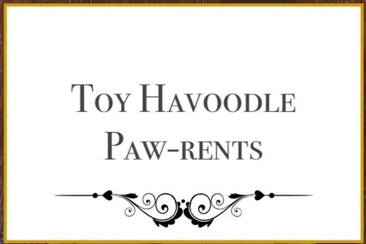 Lunabelle Toy Havoodles