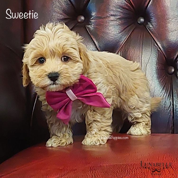 Lunabelle Toy Havoodles