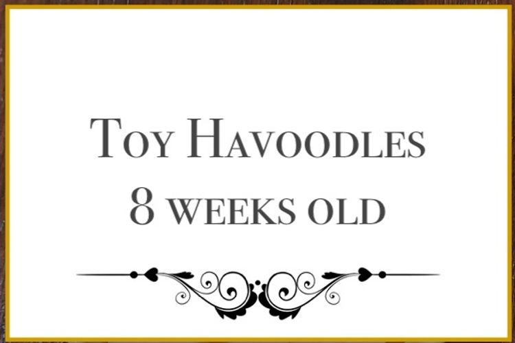 Lunabelle Toy Havoodles