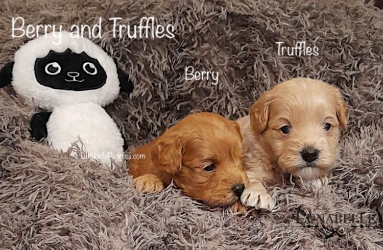 Lunabelle Toy Havoodles