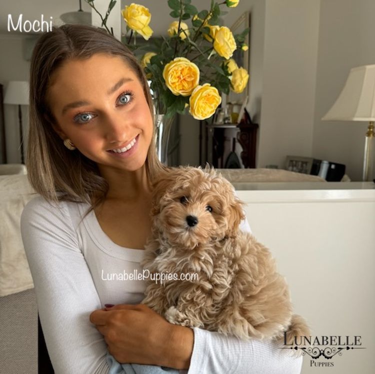 Lunabelle Toy Havoodles