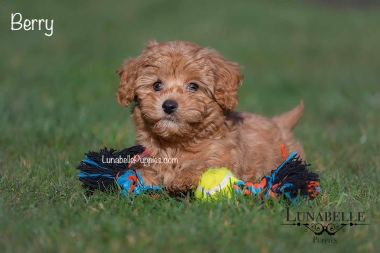 Lunabelle Toy Havoodles