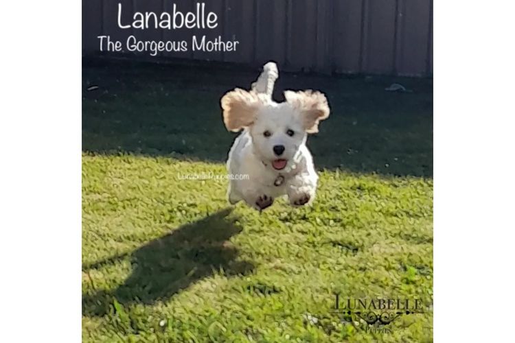 Lunabelle Toy Havoodles