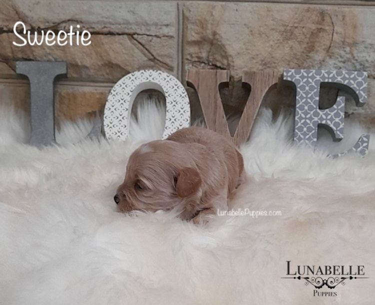 Lunabelle Toy Havoodles