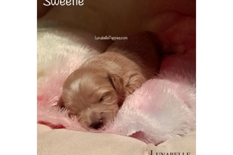 Lunabelle Toy Havoodles