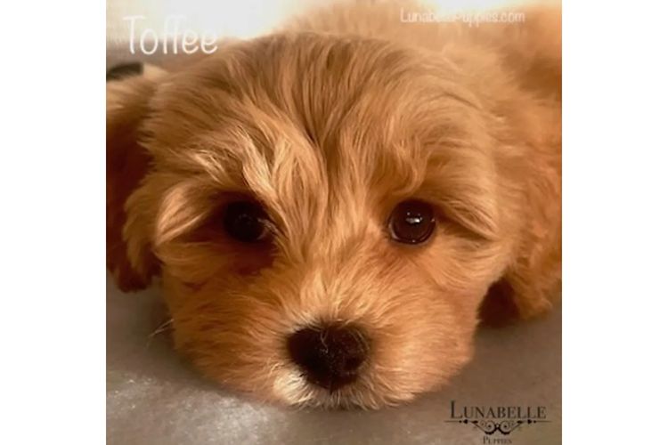 Lunabelle Toy Havoodles