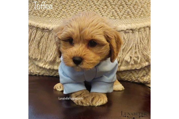 Lunabelle Toy Havoodles