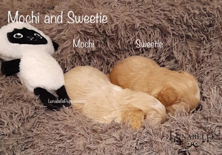 Lunabelle Toy Havoodles