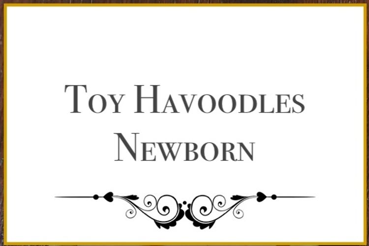 Lunabelle Toy Havoodles