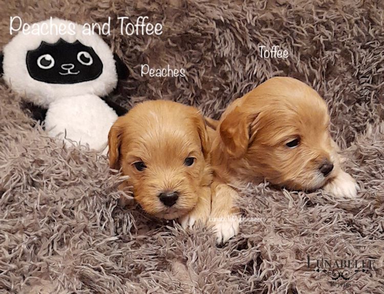 Lunabelle Toy Havoodles