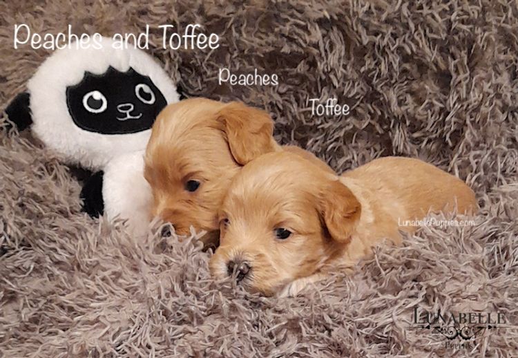 Lunabelle Toy Havoodles