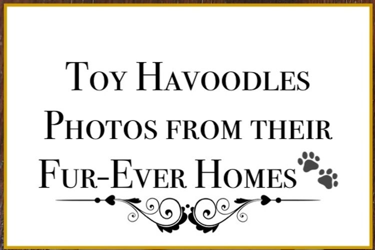 Lunabelle Toy Havoodles