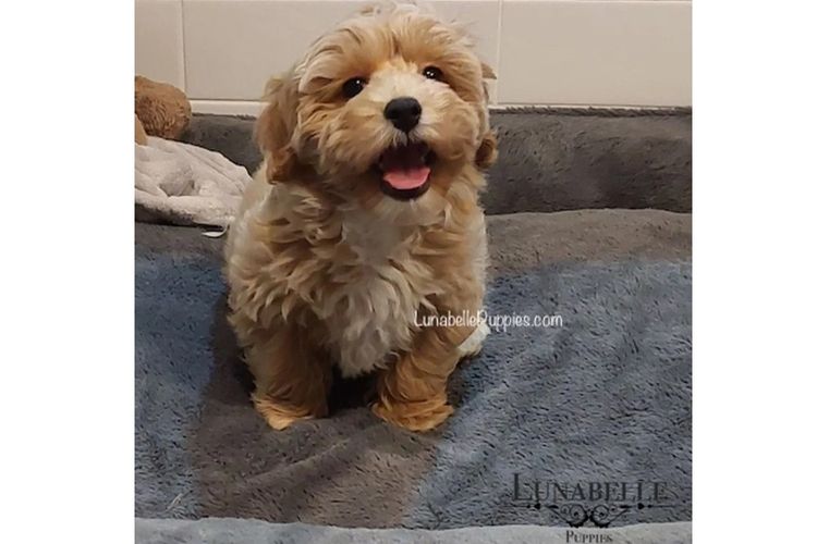 Lunabelle Toy Havoodles