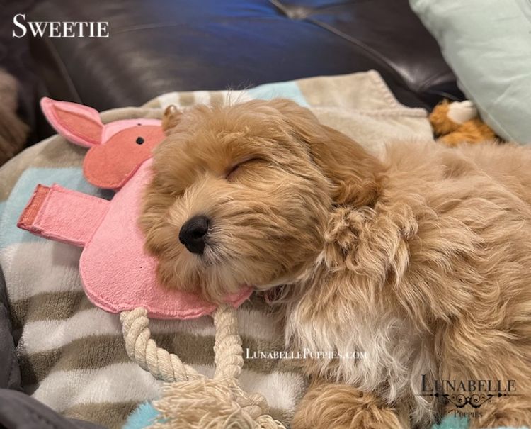 Lunabelle Toy Havoodles