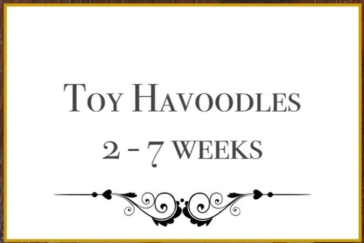 Lunabelle Toy Havoodles