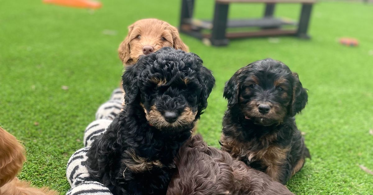 Iris Oodles Groodles, responsible breeder in South Australia RightPaw