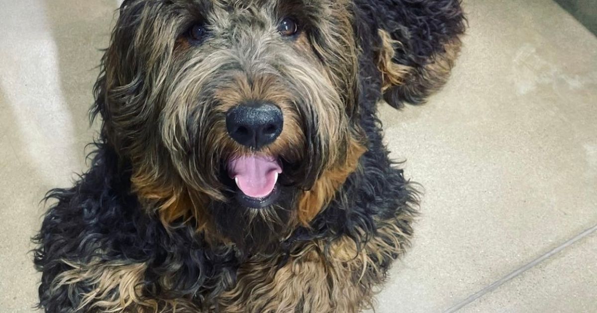 Iris Oodles Groodles, responsible breeder in South Australia RightPaw