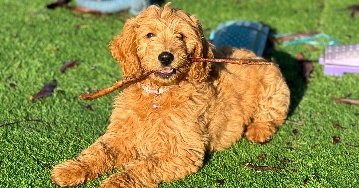 Iris Oodles Groodles, responsible breeder in South Australia RightPaw