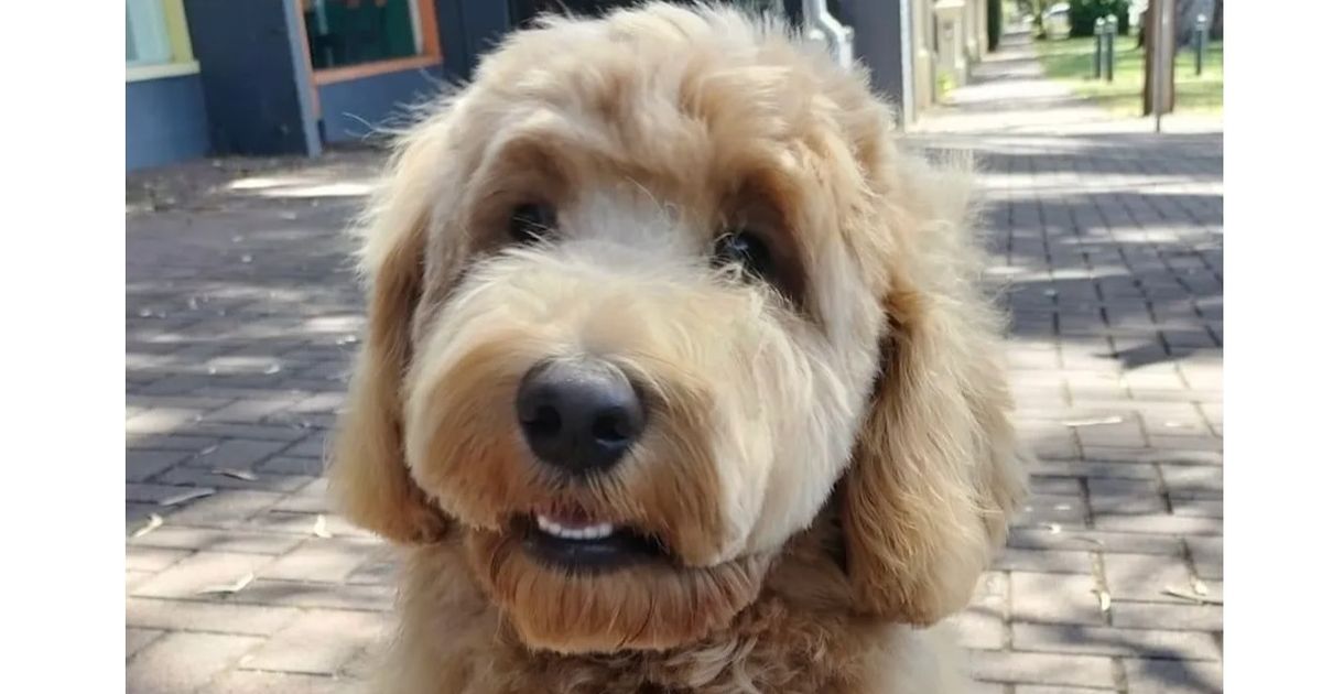 Iris Oodles Groodles, responsible breeder in South Australia RightPaw