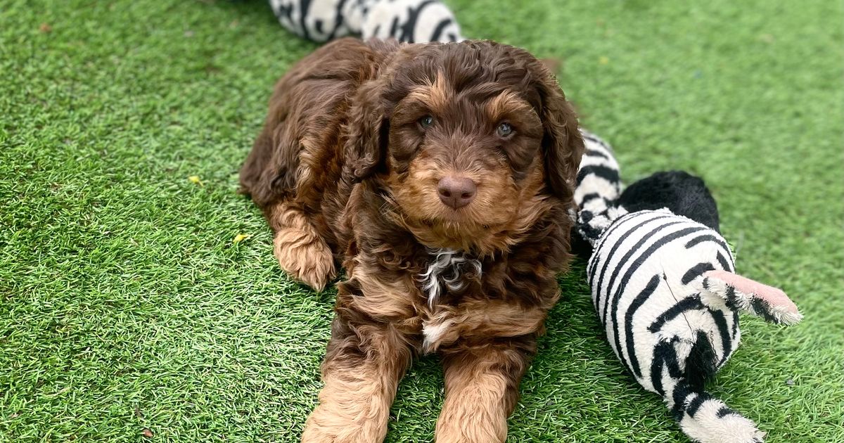 Iris Oodles Groodles, responsible breeder in South Australia RightPaw
