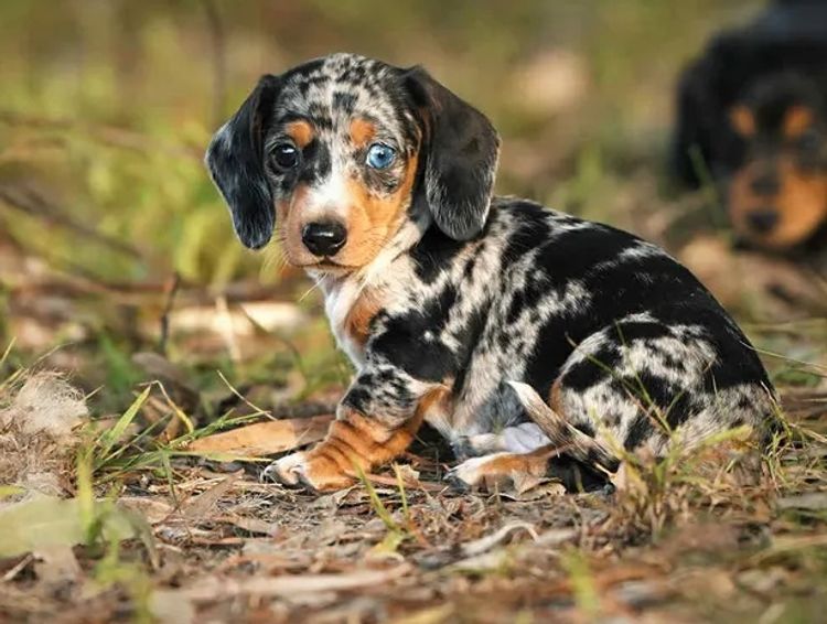 Polly Pocket Miniature Dachshund