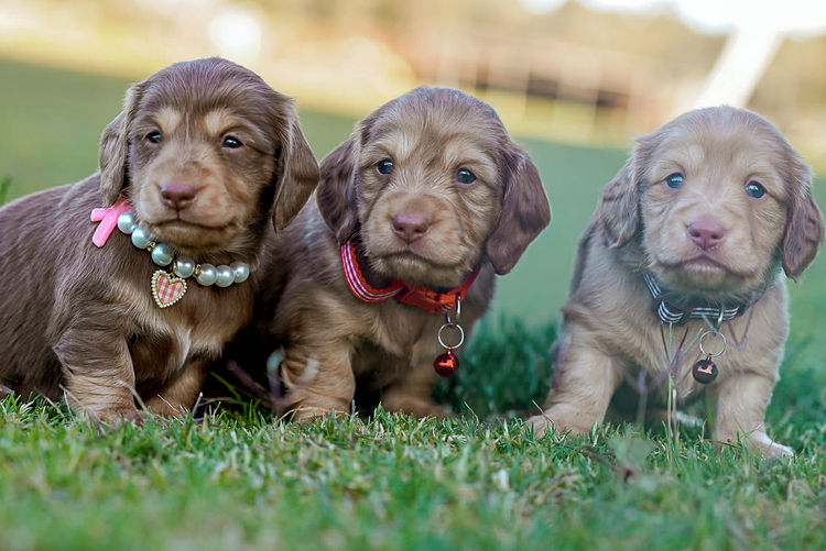 Polly Pocket Miniature Dachshund