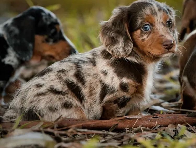 Polly Pocket Miniature Dachshund