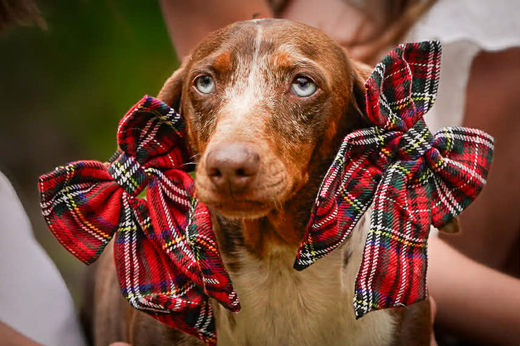Polly Pocket Miniature Dachshund