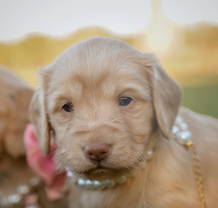 Polly Pocket Miniature Dachshund