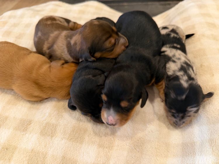 Polly Pocket Miniature Dachshund
