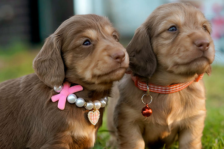 Polly Pocket Miniature Dachshund