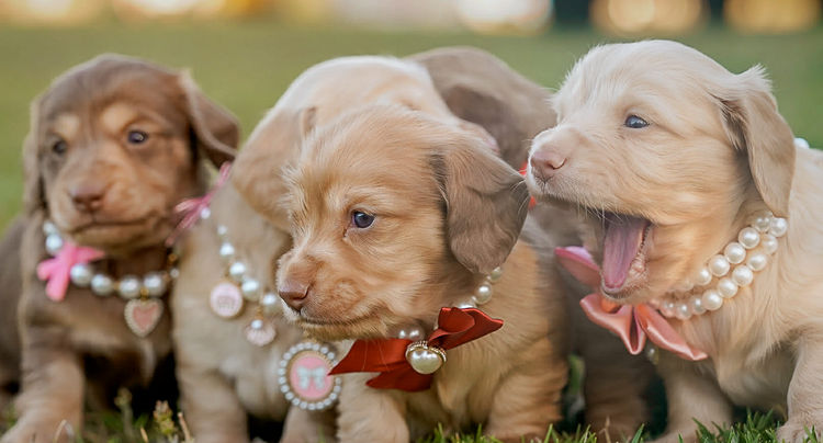 Polly Pocket Miniature Dachshund