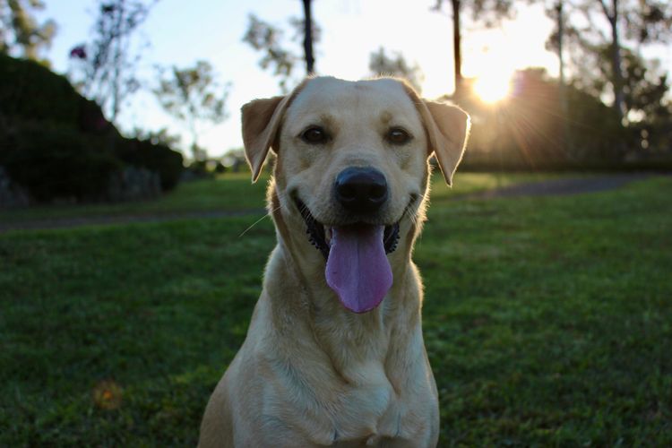 Jemira Labradors