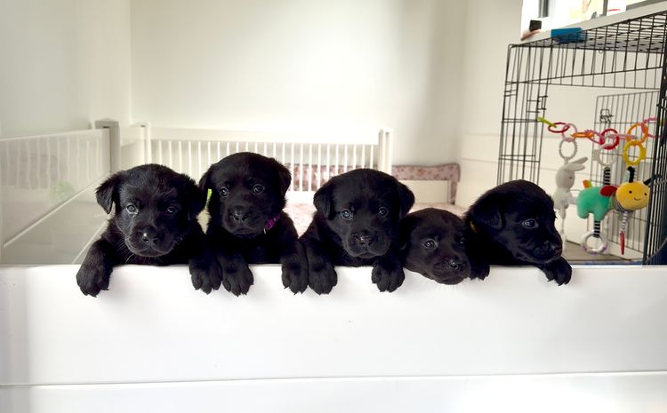 Jemira Labradors