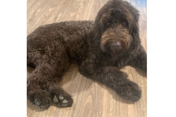 Scawoo Australian Cobberdogs