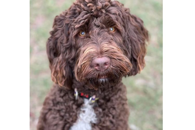 Scawoo Australian Cobberdogs