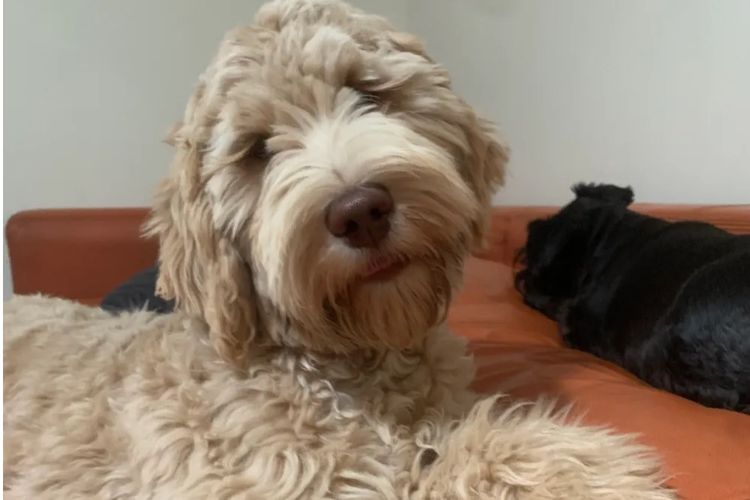 Scawoo Australian Cobberdogs