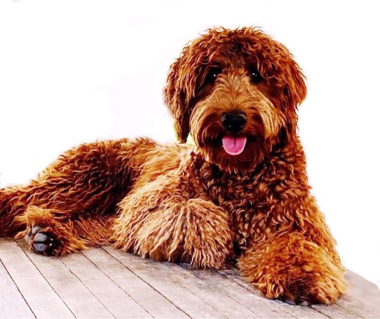 Scawoo Australian Cobberdogs