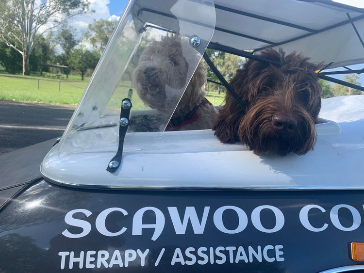 Scawoo Australian Cobberdogs