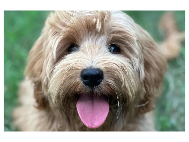 Scawoo Australian Cobberdogs
