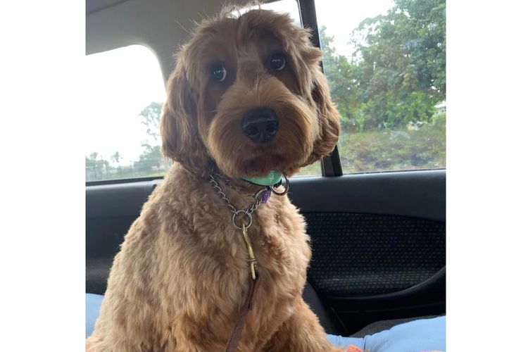 Scawoo Australian Cobberdogs