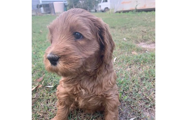 Scawoo Australian Cobberdogs