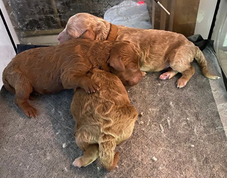 Pilyara Miniature Poodles