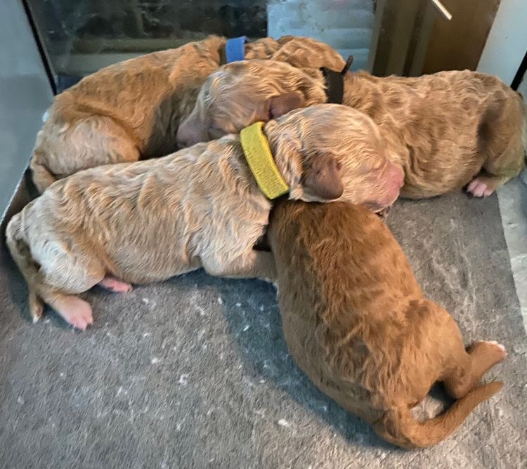 Pilyara Miniature Poodles