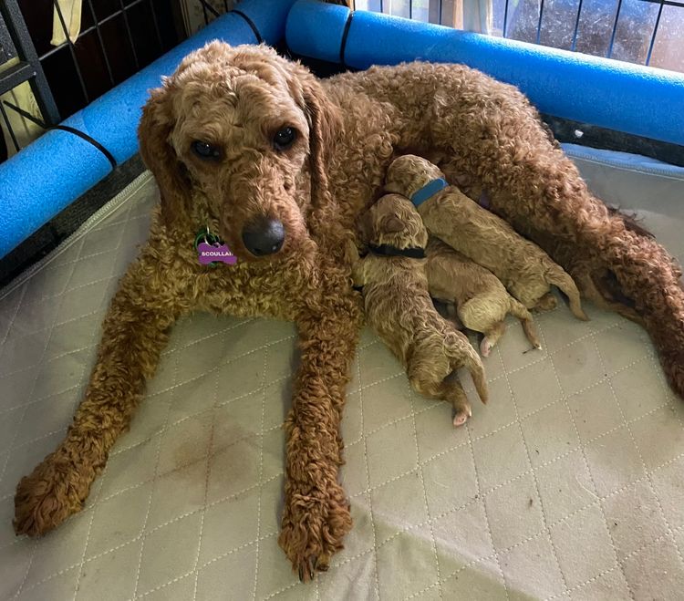 Pilyara Miniature Poodles