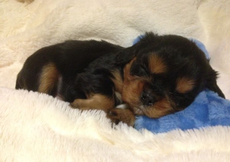 Ebroza Cavaliers (ANKC pedigree)