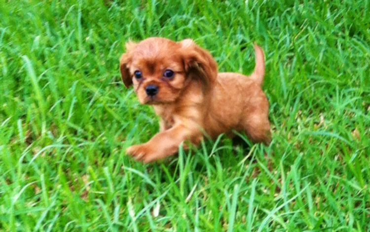 Ebroza Cavaliers (ANKC pedigree)