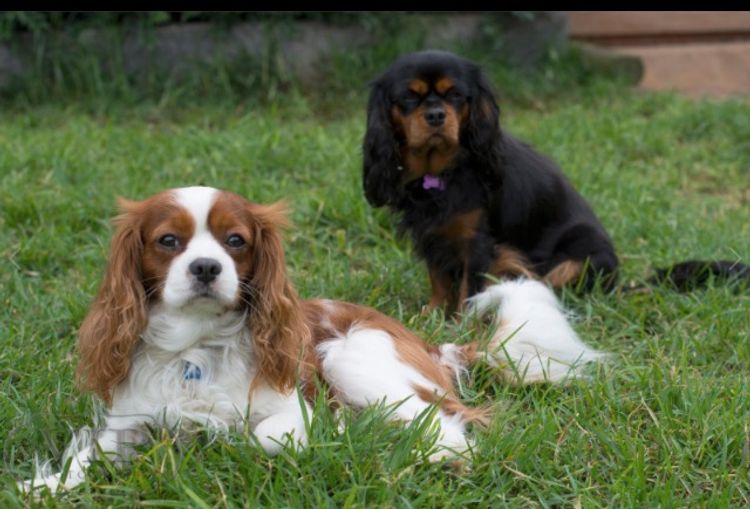 Ebroza Cavaliers (ANKC pedigree)
