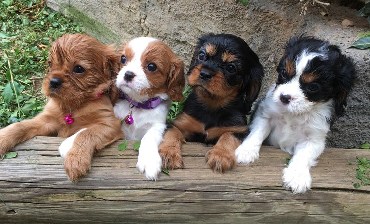 Ebroza Cavaliers (ANKC pedigree)